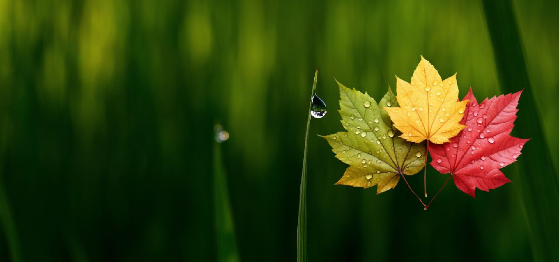 Main header background